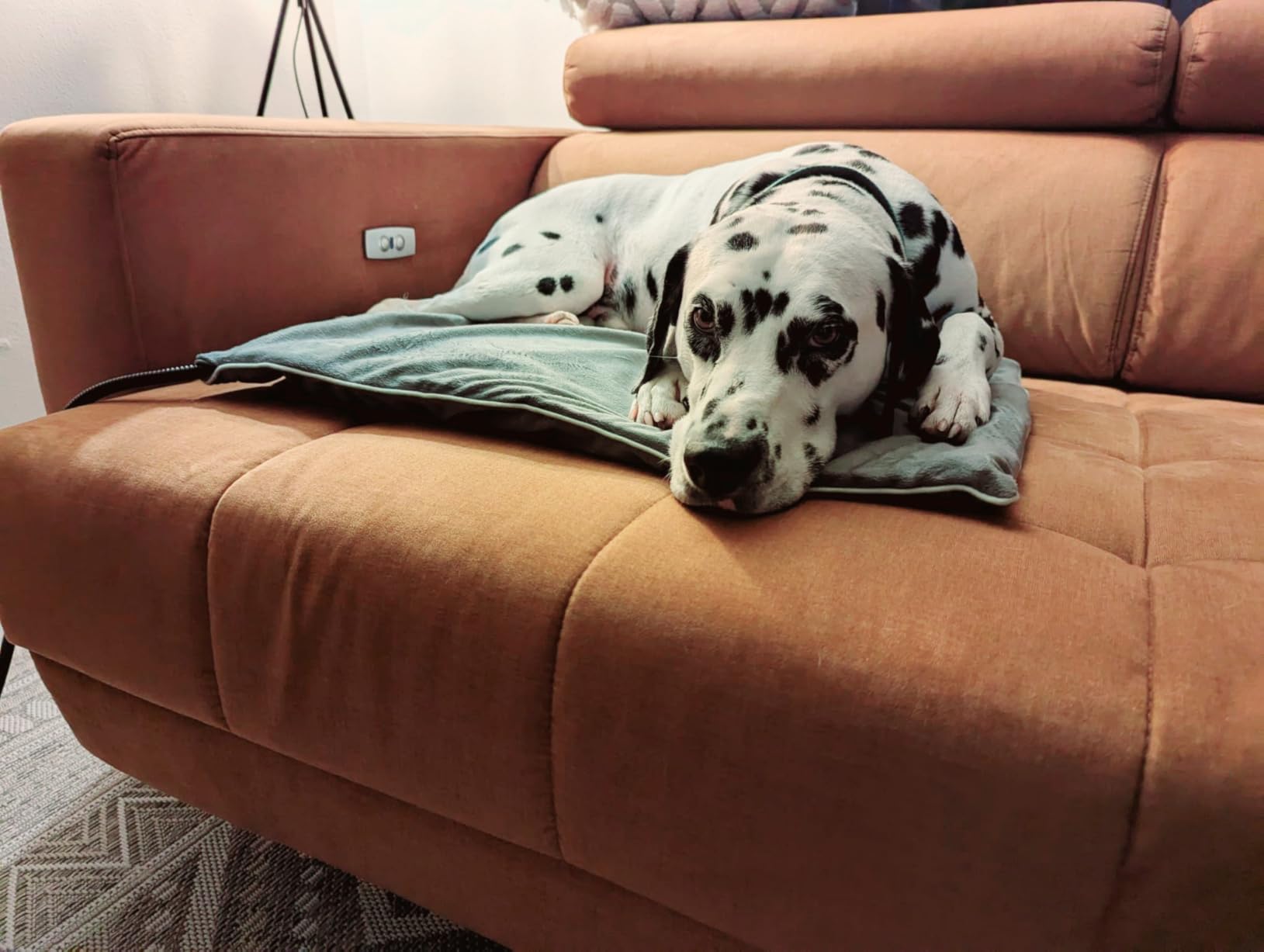 Mi perrita ya no tiembla